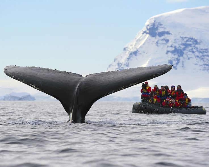 500px ISO | Ballenas, Avistamiento de ballenas, Animáles de océano